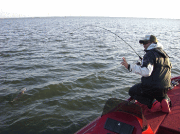 0903161.gif