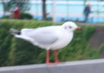 0ab5d036.JPG
