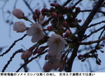 99cae689.jpg