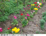 c6dc95a0.jpg