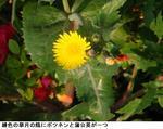 40315a0b.jpg