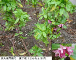 976c682e.jpg