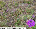 1c06018d.jpg