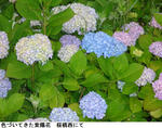 44d7f506.jpg