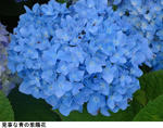 89859d01.jpg