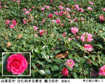 1b16d06e.jpg