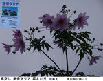 99a49ceb.jpg