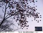 24638cea.jpg