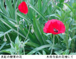 4e7cf389.jpg
