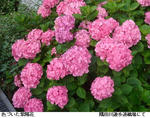 0df95f35.jpg