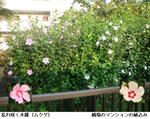 9083d038.jpg