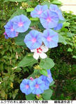 9e74820a.jpg
