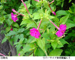 f8c960cb.jpg