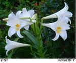 5ff02721.jpg
