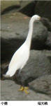 ce60f239.jpg