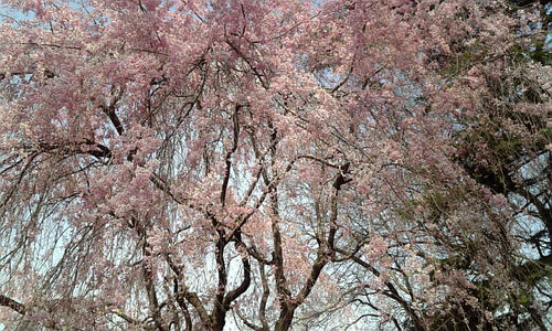 しだれ桜