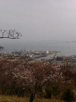 hanami8.jpg