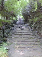 ajisai8.jpg