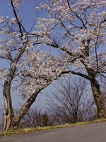 hanami2009.jpg