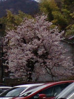 sakura1.jpg