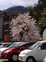 sakura2.jpg