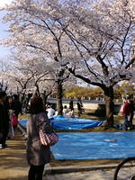 sakura3.jpg