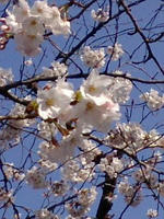 sakura4.jpg
