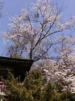 sakura5.jpg