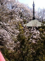 sakura6.jpg