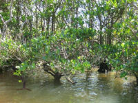 manguro-bu2.jpg