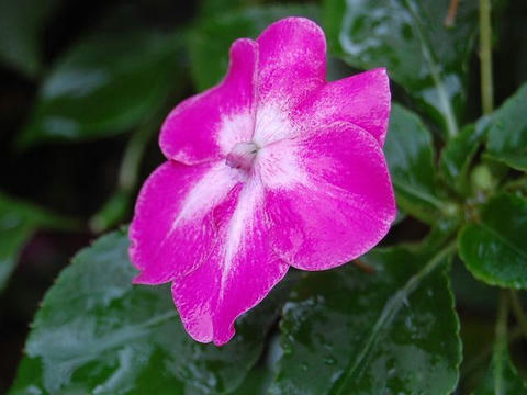 インパチェンス 華凛の花言葉