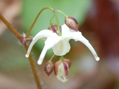 碇草 イカリソウ 華凛の花言葉