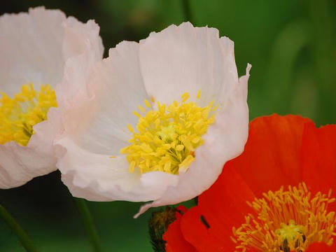 アイスランドポピー 華凛の花言葉