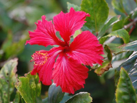 仏桑花 ブッソウゲ 華凛の花言葉