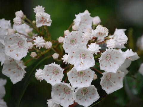 カルミア 華凛の花言葉