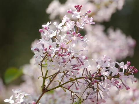 ライラック 華凛の花言葉