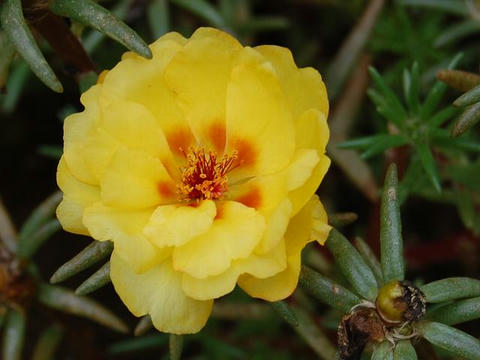 松葉牡丹 マツバボタン 華凛の花言葉