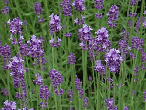 ラベンダー 華凛の花言葉