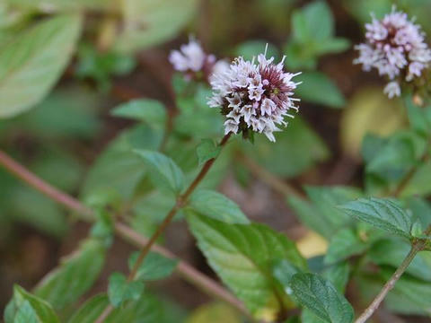 西洋薄荷 セイヨウハッカ 華凛の花言葉