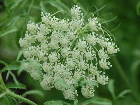 ホワイトレースフラワー 華凛の花言葉