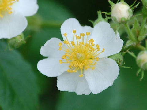 野茨 ノイバラ 華凛の花言葉