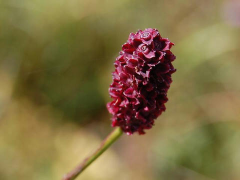 吾亦紅 ワレモコウ 華凛の花言葉