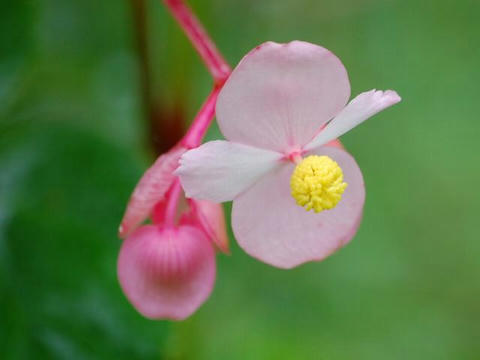 秋海棠 シュウカイドウ 華凛の花言葉