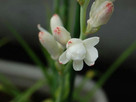 チューベローズ 華凛の花言葉