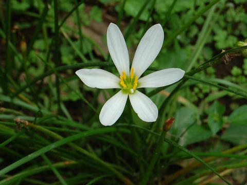 玉簾 タマスダレ 華凛の花言葉