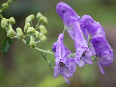 鳥兜 トリカブト 華凛の花言葉