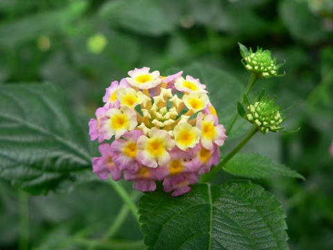 ランタナ 華凛の花言葉