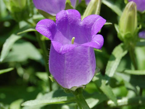 カンパニュラ 華凛の花言葉