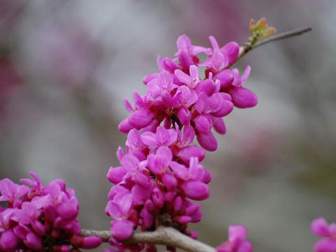 花蘇芳 ハナズオウ 華凛の花言葉