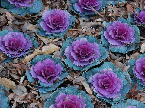 葉牡丹 ハボタン 華凛の花言葉